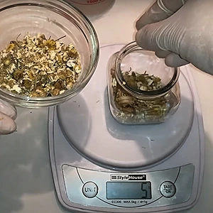 Putting dried chamomile into the jar