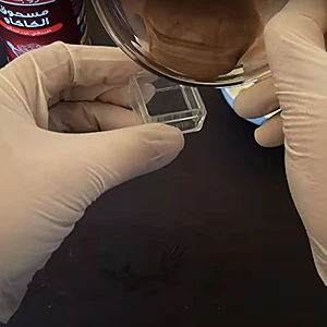 Pouring the contour mix into a box
