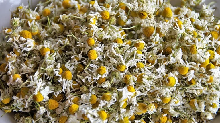 Vibrant Skin at Home: DIY Chamomile Extract for Skincare