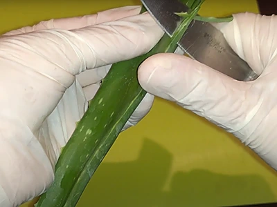 DIY Aloe Vera Coconut Oil for Hair. Slice off the sides of the aloe vera leaf