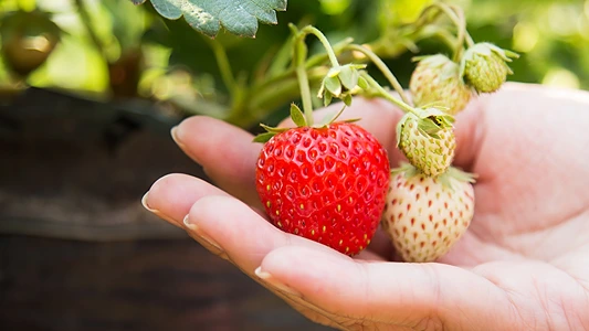 DIY Strawberry Extract for Skincare. The power of strawberries