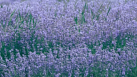 DIY Lavender Essential Oil. Lavender field