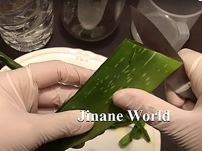 DIY Aloe Vera Extract. Slice the trimmed leaves lengthwise