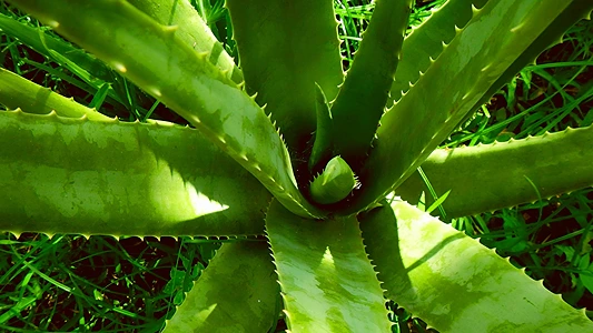 DIY Aloe Vera Extract. Aloe vera plant