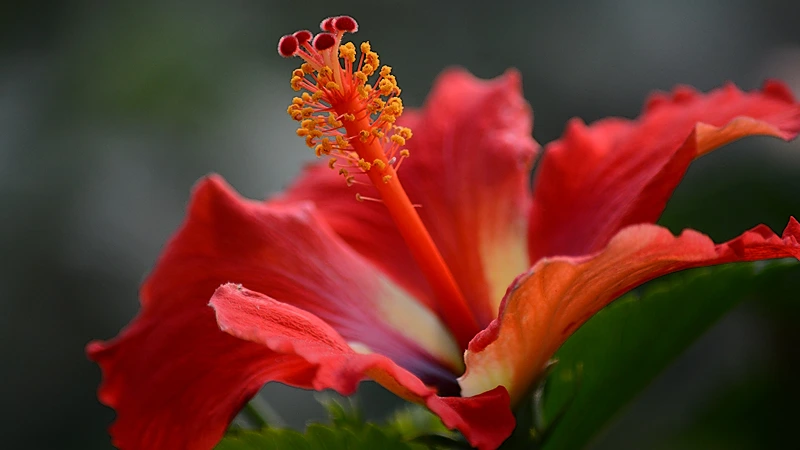 DIY Hibiscus Extract with Glycerine. Hibiscus flower