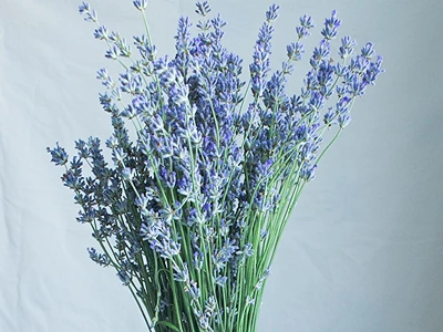 DIY Lavender Carrier Oil. Lavender bouquet