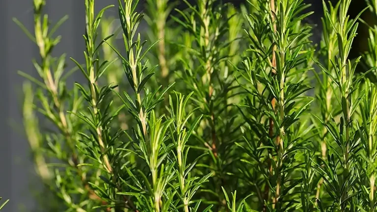 Make Your Own DIY Rosemary Carrier Oil: Nature’s Gift for Wellness