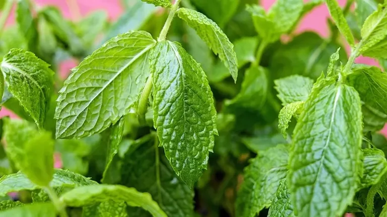 DIY Natural Mint Oil. Fresh mint leaves