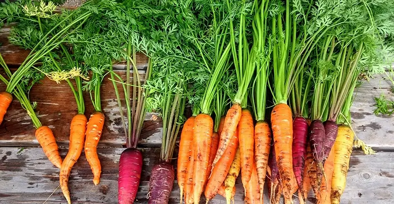 How to Make Dried Carrot Powder. Feature image