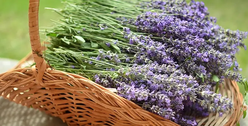 DIY Lavender Sugar Scrub Recipe. Feature image